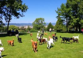 Hundewiesen in Graz - Übersicht & Angebote - Adressen