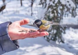 Winterfütterung - Was mögen Vögel im Winter?